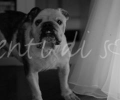 Wedding planner a Como - Eventi di Sole