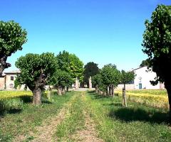 Grazioso viale che conduce al Castello di Zena
