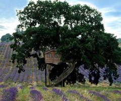 La suite - casa sull'albero dell'agriturismo La Piantata