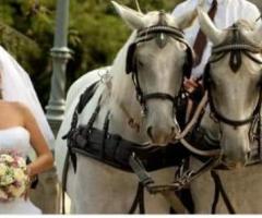 Nozze da favola - Con due cavalli