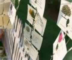 La Sposa degli Alberi - Tableau per matrimoni a Roma