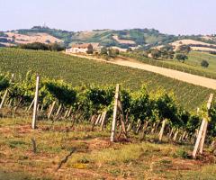 Il vigneto - Villa Malacari