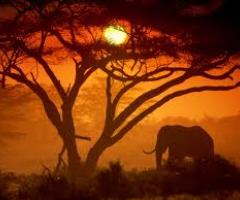 Luna di miele in Africa