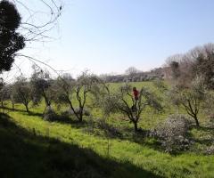 Villa Ines Chilesotti Benetti - Uliveto