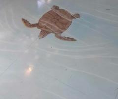 I viaggi di Sandrina - Agenzia di viaggi a Roma