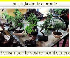 Bonsai misti e pronti - Alberoantico Bonsai Roma