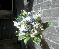 genziana e lisiantus