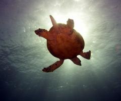 Snorkeling in luna di miele