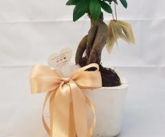 Il Giardino delle Fate - Bonsai