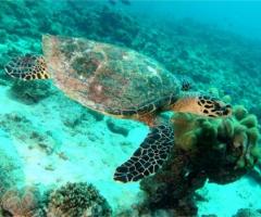 Viaggio di nozze alle Seychelles 