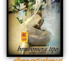 Bomboniera Bonsai - Alberoantico Bonsai Roma