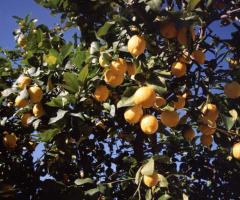Limoneto aziendale dell'Agriturilo Limoneto a Siracusa