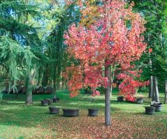 Il bosco per il rito civile di matrimonio