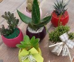 De Blasio vivai - Bomboniera vivente con i cactus