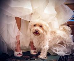 Riccardo Tempesti Photographer - La fotografia per il matrimonio a Novara