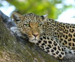 Valentina Villa CartOrange -  Il fascino dell'Africa autentica