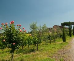 Viale di ingresso alla cantina vinicola
