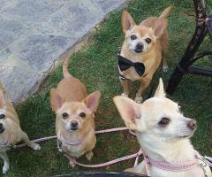 Quattro simpatici ospiti a 4 zampe al matrimonio della loro famiglia umana by Le Cat & Dog Sitter Roma