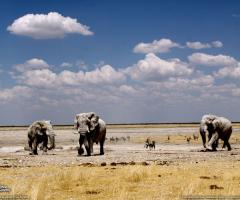 Safari in Africa - Prattours Viaggi