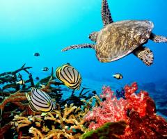 I reef piu affascinanti - Madame Voyage