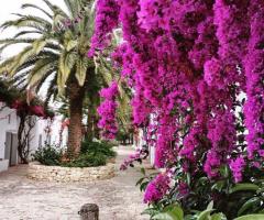Masseria Montalbano - Il giardino fiorito