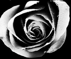 Rose - Carmen et les Papillons