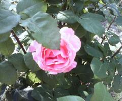 Location San Lorenzo - Un roseto naturale