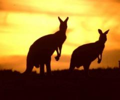 Luna di miele in Australia