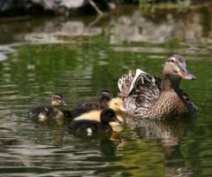 Laghetto della location di matrimonio