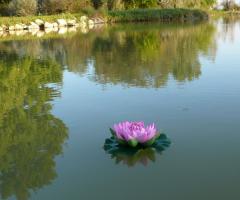Villa Fiori di Loto - Lago della location