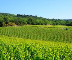 Camperchi S.A.R.L. - I vigneti della cantina