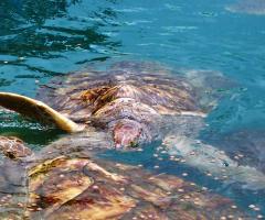 Nessie Viaggi - Viaggio di nozze Grand Cayman