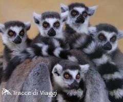 Tracce di Viaggi - Agenzia viaggi di nozze Torino