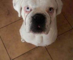 Fabrizio Maggio Dog Trainer - Gilda