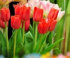 Tulipano per il matrimonio