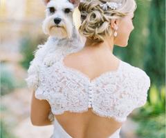 Pet Sister - Insieme alla sposa