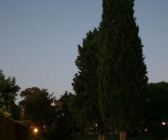 Cipressi e pini secolari del parco della villa