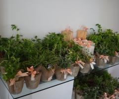 Siamo al Verde Fiori - Piante aromatiche bomboniere