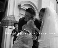 Theo e sposi - Wedding dogsittervarese