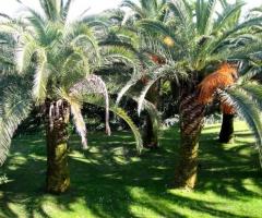 Agriturismo Cavendo Tutus - L'oasi delle Palme