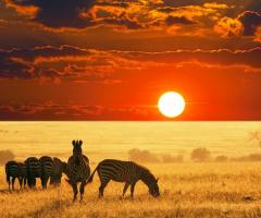 I viaggi di Sildan di Dasi Tour - Sud Africa: un viaggio nella natura