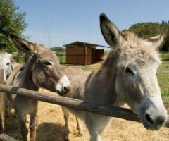 Asinelli nella fattoria della location di matrimonio