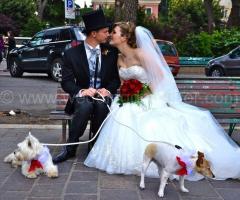 Servizio di Wedding Dog Sitter
