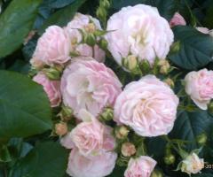 Rose - Tenuta Le Chiuse di Reopasto