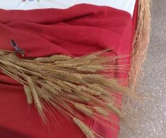 Confettata alla Masseria Via Trentola