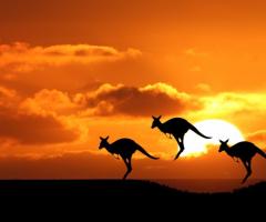 Il viaggio di Capitan Fracassa - Viaggio di nozze in Australia