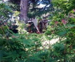 Parco della location di matrimonio