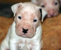 Il mio Drago da cucciolo - Dog Sitter Milano