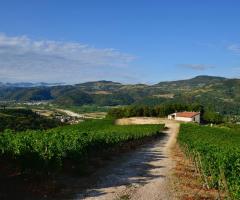 Le vigne della Tenuta e l'emozione ad ogni nuova stagione
