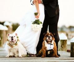 5 regole da seguire se volete “invitare” il cane al matrimonio